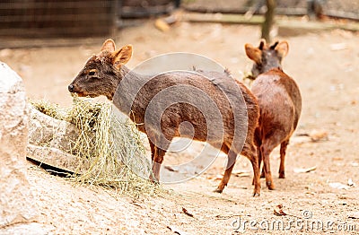 Southern pudu scientifically named Pudu pudu Stock Photo