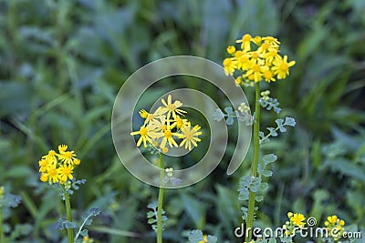 Southern Ragwort Wildflower - Packera anonyma Stock Photo