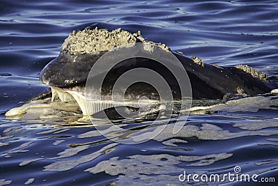Southern Right Baleen Stock Photo