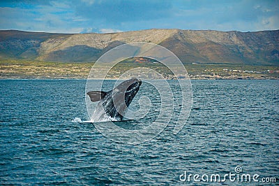 Southern Right Whale Stock Photo