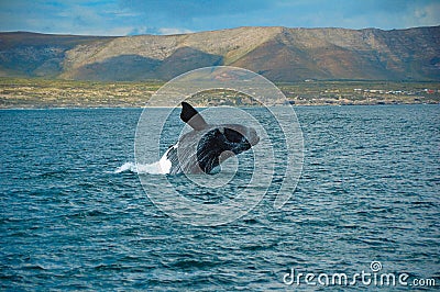 Southern Right Whale Stock Photo