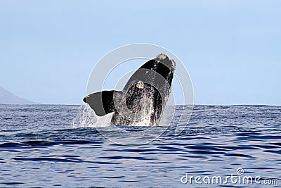 Southern Right Whale Breaching 2/4 Stock Photo