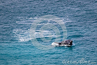 Southern right whale breaching on the surface. Young whale calf playing, exercising and jumping out of the water showing open Stock Photo