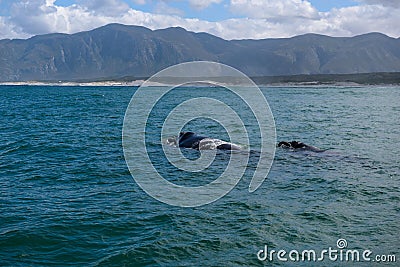 Southern Right Whale female with her calf in the indian ocean at Hermanus Stock Photo