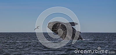 Southern Right Whale Jump, Stock Photo