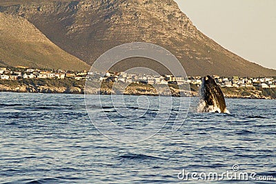 Southern right whale jumping Stock Photo