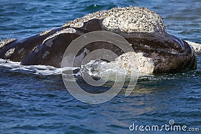 Southern right whale at Puerto Piramides in Valdes Peninsula, Atlantic Ocean, Argentina Stock Photo