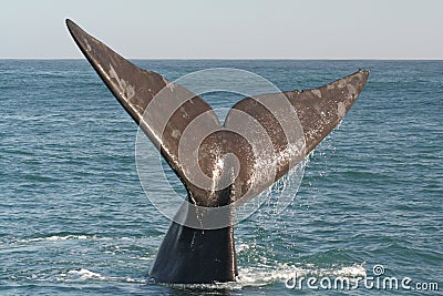 Southern right whale tail Stock Photo