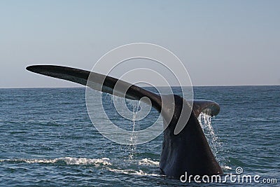 Southern right whale tail Stock Photo
