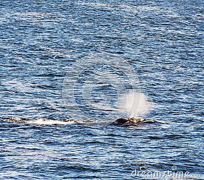 Southern Right Whale Water Spout Stock Photo