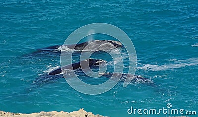 Southern right whales Stock Photo