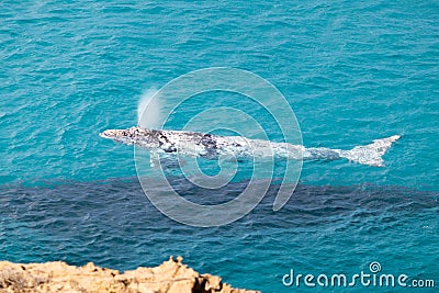 Southern right whales pair. White calf blowing water above the surface of the ocean. Rare white individual. Mother whale cow Stock Photo