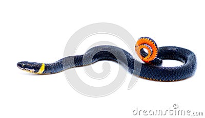 Southern ring necked or ringneck snake - Diadophis punctatus punctatus - defense posture of curling up their tail exposing bright Stock Photo