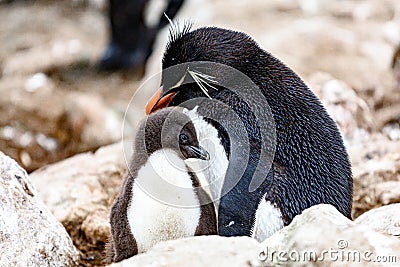 Southern rockhopper penguin with cute chick, New Island, Falkland Islands Stock Photo