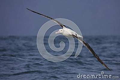 Southern royal albatross in flight, New Zealand Stock Photo