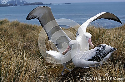 Southern Royal Albatross, diomedea melanophris, Pair Courting, Antarctica Stock Photo