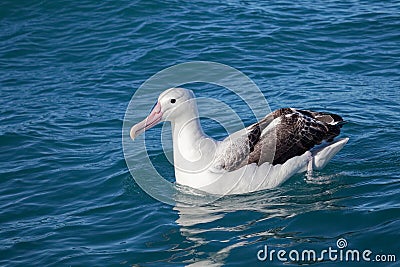 Southern royal albatross, Kaikoura, New Zealand Stock Photo