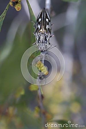 Southern Sculptured Pine Borer Stock Photo