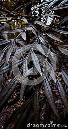 Southern silky oak tree leaves with brown and black tone Stock Photo