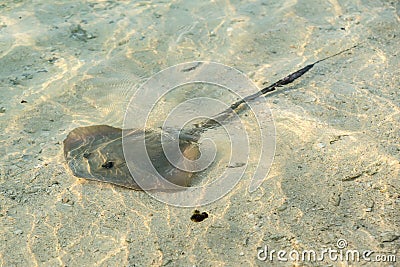 Southern stingray glides stealthily along the sandy sea bottom Stock Photo