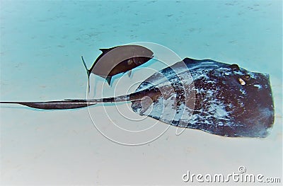 Southern Stingray w/ Bar Jack Stock Photo