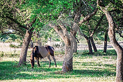 Southern texas landscapes of nature at sunset near willow city l Stock Photo