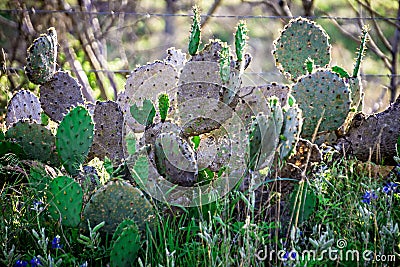 Southern texas landscapes of nature at sunset near willow city l Stock Photo