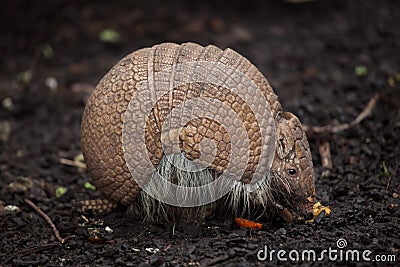 Southern three-banded armadillo Tolypeutes matacus Stock Photo