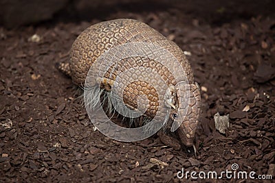 Southern three-banded armadillo Tolypeutes matacus Stock Photo