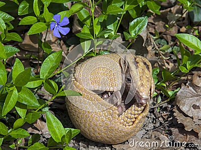 Southern three-banded armadillo (Tolypeutes matacus) Stock Photo