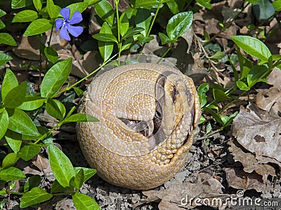 Southern three-banded armadillo (Tolypeutes matacus) Stock Photo