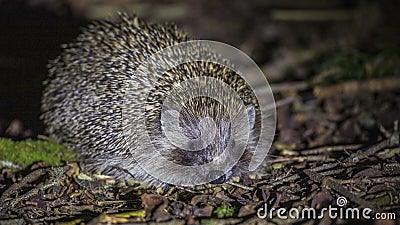 Hedgehog at Night Stock Photo