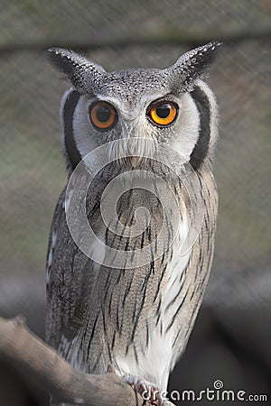 Southern white-faced owl Stock Photo