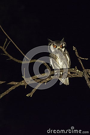 Southern White-Faced Owl - Birds of The Great Lumpopo Transfrontier Park Stock Photo