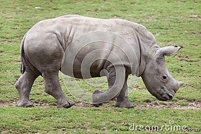 Southern white rhinoceros Ceratotherium simum. Stock Photo