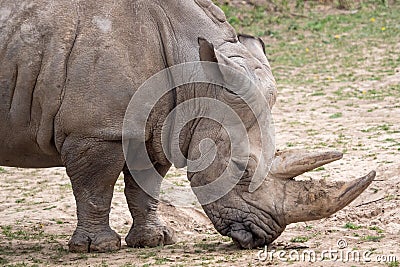 Southern white rhinoceros Ceratotherium simum simum. Critically endangered animal species Stock Photo