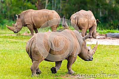 Southern white rhinoceros, endangered African native animals Stock Photo