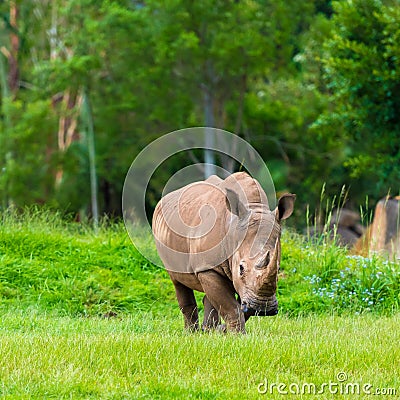 Southern white rhinoceros, endangered African native animals Stock Photo