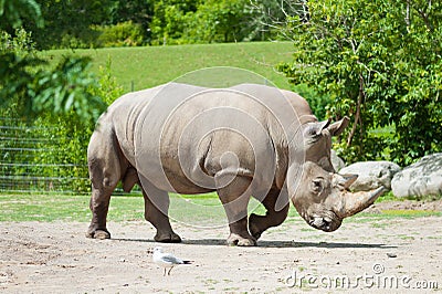 Southern white rhinoceros Stock Photo