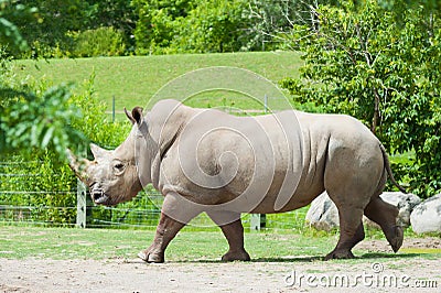 Southern white rhinoceros Stock Photo