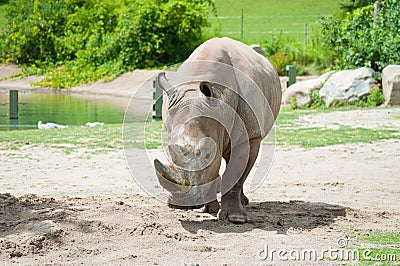 Southern white rhinoceros Stock Photo