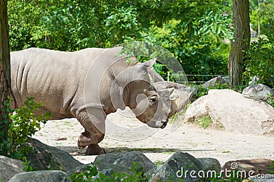 Southern white rhinoceros Stock Photo