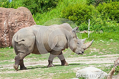 Southern white rhinoceros Stock Photo