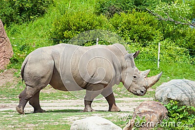 Southern white rhinoceros Stock Photo