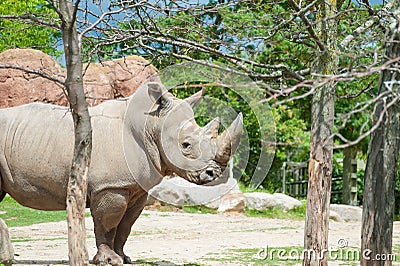 Southern white rhinoceros Stock Photo