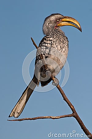 Southern Yellow billed Hornbill Stock Photo