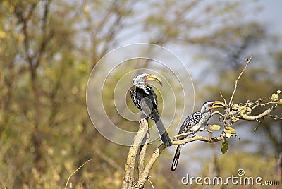 Southern yellow-billed hornbills on a tree Stock Photo