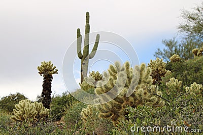 Southwestern Desert Landscape Stock Photo