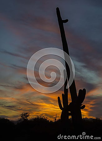 Southwestern desert sunset saguaro cactus shadows Stock Photo