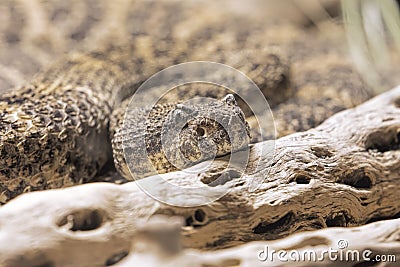 Southwestern Speckled Rattlesnake found in the southwestern United States Stock Photo